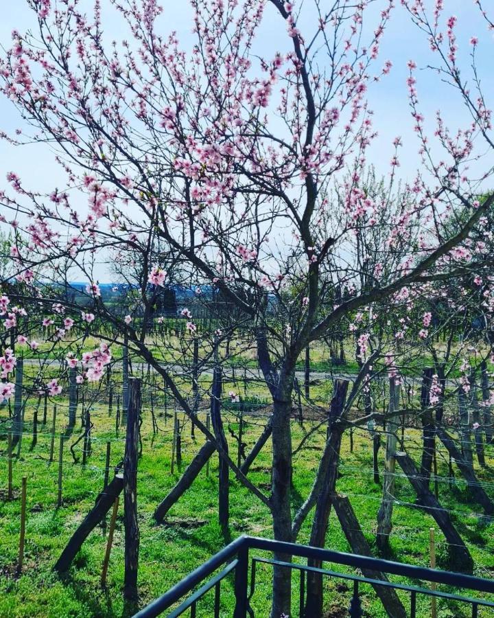Jera Pince és Vendégház Somlovasarhely Exterior foto